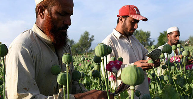 Study Finds Opium Cultivation on the Rise in Balkh